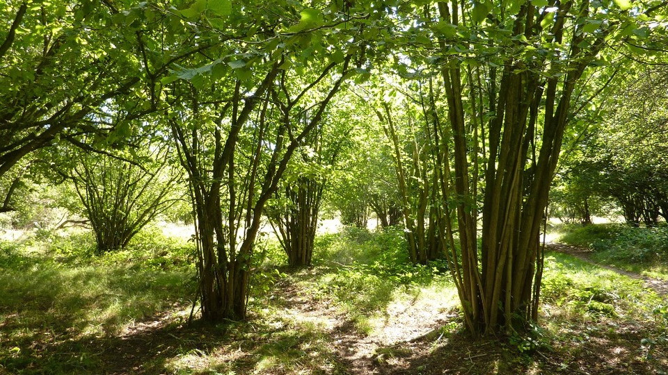 Stiby backes skog o stig